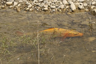 Golden carp (Cyprinus carpia) foraging in the shallows of a lake, Allgäu, Bavaria, Germany, Allgäu,