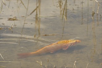 Golden carp (Cyprinus carpia) foraging in the shallows of a lake, Allgäu, Bavaria, Germany, Allgäu,