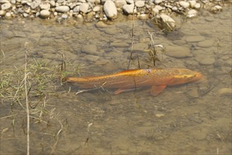 Golden carp (Cyprinus carpia) foraging in the shallows of a lake, Allgäu, Bavaria, Germany, Allgäu,