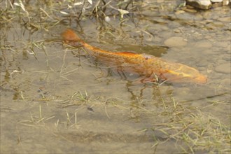 Golden carp (Cyprinus carpia) foraging in the shallows of a lake, Allgäu, Bavaria, Germany, Allgäu,