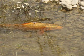 Golden carp (Cyprinus carpia) foraging in the shallows of a lake, Allgäu, Bavaria, Germany, Allgäu,