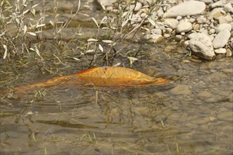 Golden carp (Cyprinus carpia) foraging in the shallows of a lake, Allgäu, Bavaria, Germany, Allgäu,