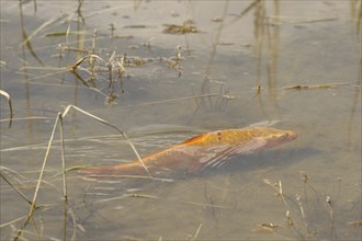 Golden carp (Cyprinus carpia) foraging in the shallows of a lake, Allgäu, Bavaria, Germany, Allgäu,