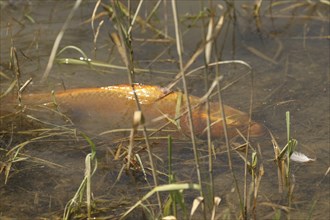 Golden carp (Cyprinus carpia) foraging in the shallows of a lake, Allgäu, Bavaria, Germany, Allgäu,