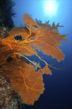 Fan coral (Subergorgia mollis) (Annella mollis) growing in coral reef stretching towards the sun,