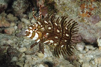 Tree wrasse (Novaculichthys taeniourus), rockmover, juvenile form, Pacific Ocean, Yap Island, Yap