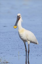 Spoonbill (Platalea leucorodia), adult bird standing in shallow water, adult bird in splendour,