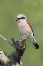 Red-backed shrike (Lanius collurio) male on perching branch, looking for prey, wildlife, migratory