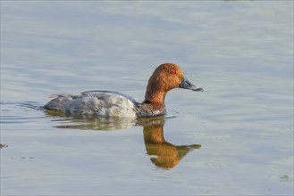 Common pochard (Aythya ferina), drake, swimming in water, wildlife, animals, birds, Ziggsee, Lake