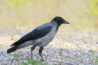 Hooded Crow (Corvus corone cornix), standing on a stony path, wildlife, corvids, animals, birds,