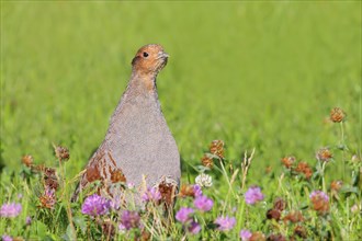 Gray partridge (Perdix perdix), rooster looking attentively from clover meadow, wildlife, hen