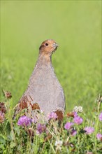 Gray partridge (Perdix perdix), rooster looking attentively from clover meadow, wildlife, hen