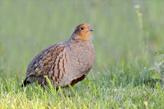 Gray partridge (Perdix perdix), rooster looks attentively, wildlife, hen birds, Sankt Andrä am