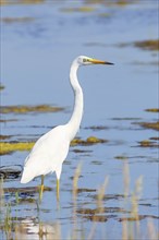 Great egret (Ardea alba) standing at attention in shallow water, Wildlife, Animals, Birds, Heron,