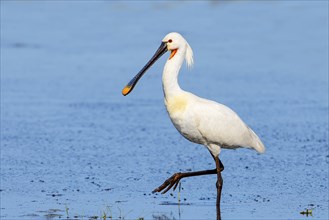 Spoonbill (Platalea leucorodia), adult bird striding through shallow water, adult bird in