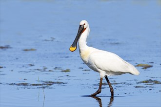 Spoonbill (Platalea leucorodia), adult bird striding through shallow water, adult bird in