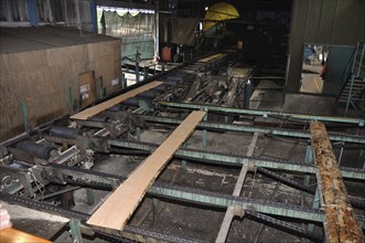 Slabs of Pinus radiata timber move through a sawmill to the next set of saws