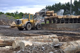 A timber loader places Pinus radiata logs at the feed-in area of a sawmill