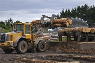 A timber loader places Pinus radiata logs at the feed-in area of a sawmill