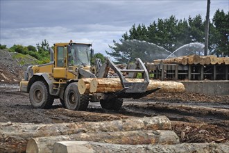 A timber loader places Pinus radiata logs at the feed-in area of a sawmill