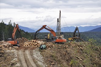 A timber hauler drags Pinus radiata logs to a loading site at a forestry block in Westland