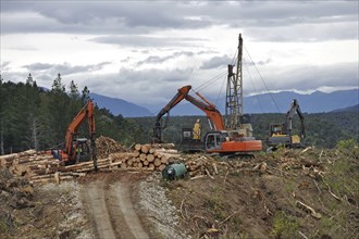 A timber hauler drags Pinus radiata logs to a loading site at a forestry block in Westland