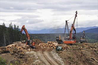 A timber hauler drags Pinus radiata logs to a loading site at a forestry block in Westland