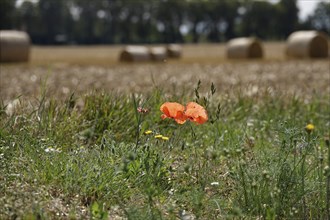 Poppies at the edge of a field, summer, Germany, Europe