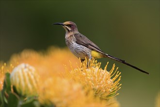 Cape Honeybird (Promerops cafer), adult, female, on flower, Protea, vigilant, Kirstenbosch Botanic