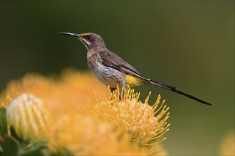 Cape Honeybird (Promerops cafer), adult, female, on flower, Protea, vigilant, Kirstenbosch Botanic