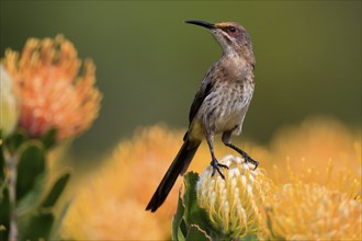 Cape Honeybird (Promerops cafer), adult, female, on flower, Protea, vigilant, Kirstenbosch Botanic