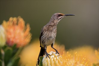 Cape Honeybird (Promerops cafer), adult, female, on flower, Protea, vigilant, Kirstenbosch Botanic