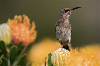 Cape Honeybird (Promerops cafer), adult, female, on flower, Protea, vigilant, Kirstenbosch Botanic