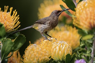 Cape Honeybird (Promerops cafer), adult, female, on flower, Protea, vigilant, Kirstenbosch Botanic