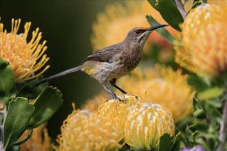 Cape Honeybird (Promerops cafer), adult, female, on flower, Protea, vigilant, Kirstenbosch Botanic