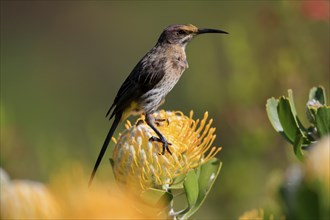 Cape Honeybird (Promerops cafer), adult, female, on flower, Protea, vigilant, Kirstenbosch Botanic