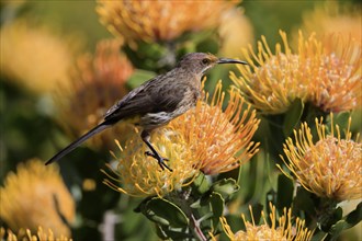 Cape Honeybird (Promerops cafer), adult, female, on flower, Protea, vigilant, Kirstenbosch Botanic