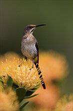 Cape Honeybird (Promerops cafer), adult, female, on flower, Protea, vigilant, Kirstenbosch Botanic