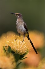 Cape Honeybird (Promerops cafer), adult, female, on flower, Protea, vigilant, Kirstenbosch Botanic