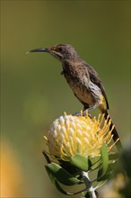 Cape Honeybird (Promerops cafer), adult, female, on flower, Protea, vigilant, Kirstenbosch Botanic