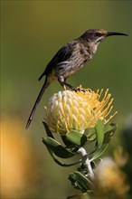 Cape Honeybird (Promerops cafer), adult, female, on flower, Protea, vigilant, Kirstenbosch Botanic