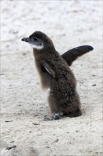 African penguin (Spheniscus demersus), juvenile, on the beach, spreading its wings, Boulders Beach,