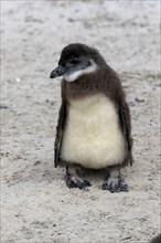 African penguin (Spheniscus demersus), juvenile, on the beach, Boulders Beach, Simonstown, Western