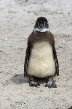 African penguin (Spheniscus demersus), juvenile, on the beach, Boulders Beach, Simonstown, Western