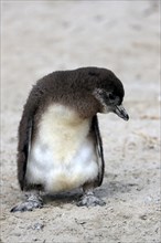 African penguin (Spheniscus demersus), juvenile, on the beach, Boulders Beach, Simonstown, Western