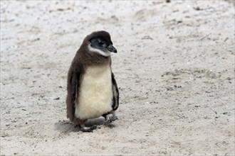 African penguin (Spheniscus demersus), juvenile, on the beach, Boulders Beach, Simonstown, Western