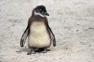 African penguin (Spheniscus demersus), juvenile, on the beach, Boulders Beach, Simonstown, Western