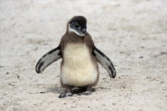 African penguin (Spheniscus demersus), juvenile, on the beach, Boulders Beach, Simonstown, Western