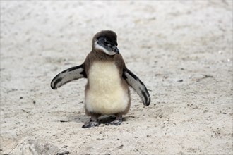 African penguin (Spheniscus demersus), juvenile, on the beach, Boulders Beach, Simonstown, Western