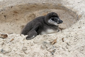 African penguin (Spheniscus demersus), juvenile, looking out of nest, Boulders Beach, Simonstown,